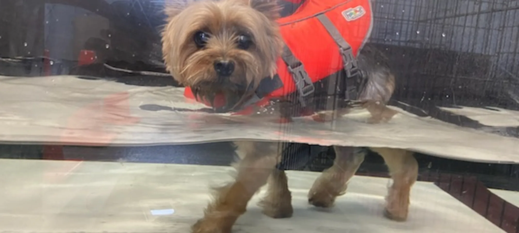 Small dog receiving hydrotherapy